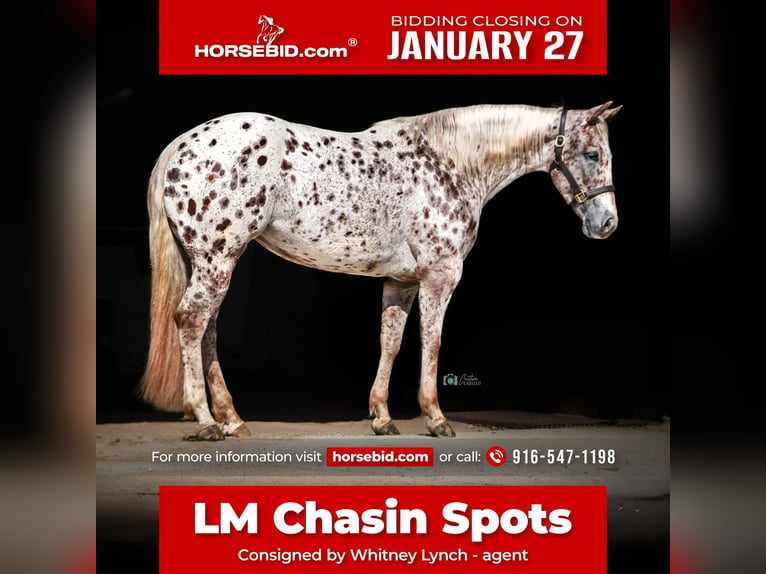 Appaloosa Jument 6 Ans 147 cm in Uvalde, TX