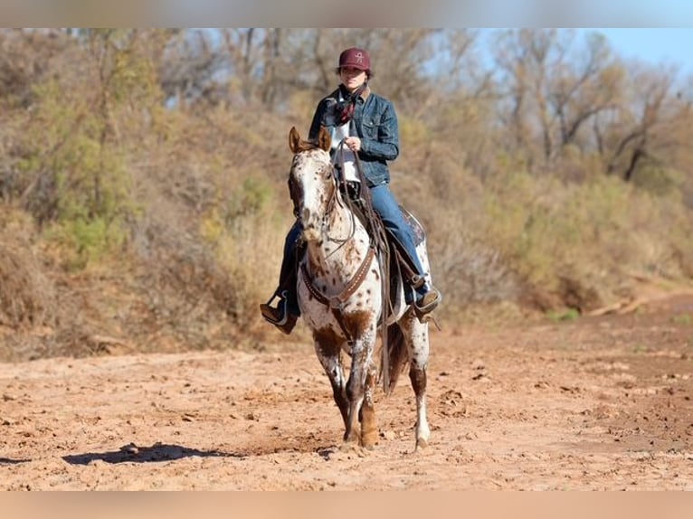 Appaloosa Jument 6 Ans 150 cm Alezan brûlé in Perry