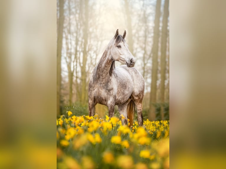 Appaloosa Croisé Jument 6 Ans 152 cm Rouan bleu in Enschede