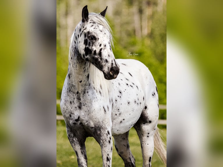 Appaloosa Jument 6 Ans 155 cm Léopard in Jestrabi