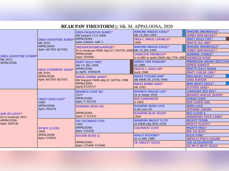 Appaloosa Jument 6 Ans 155 cm Léopard in Jestrabi