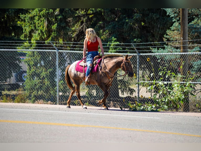 Appaloosa Jument 7 Ans 137 cm in Fort Collins, CO