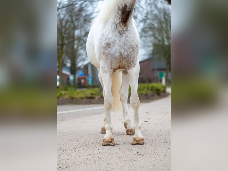 Appaloosa Jument 7 Ans 148 cm Gris in GROTE-BROGEL