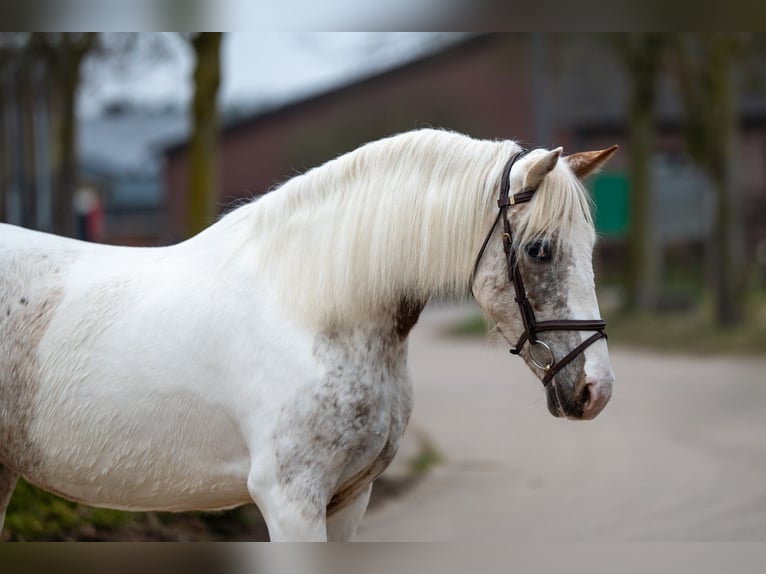 Appaloosa Jument 7 Ans 148 cm Gris in GROTE-BROGEL