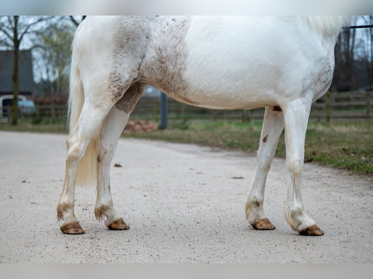 Appaloosa Jument 7 Ans 148 cm Gris in GROTE-BROGEL