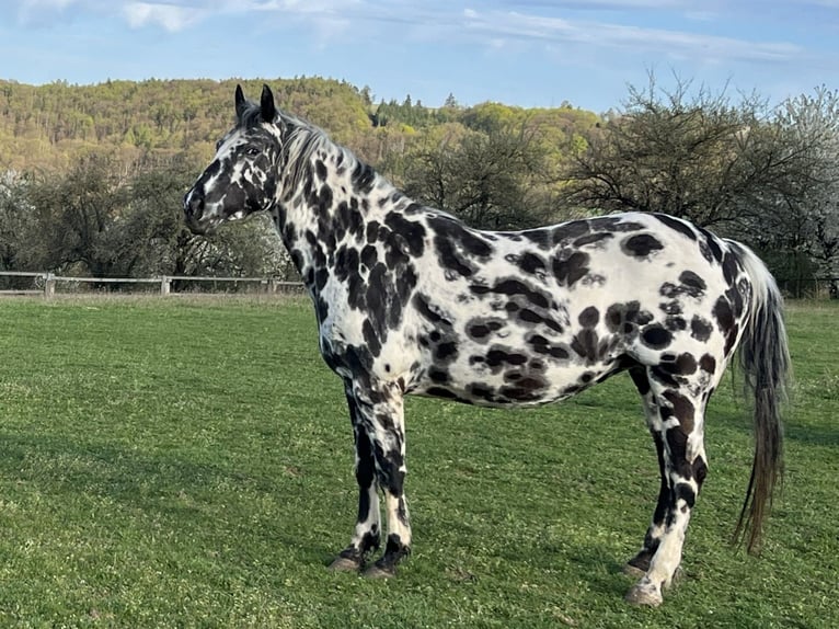 Appaloosa Jument 7 Ans 148 cm Léopard in Dolní Loučky