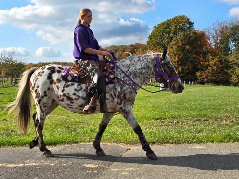 Appaloosa Jument 7 Ans 148 cm Léopard in Linkenbach