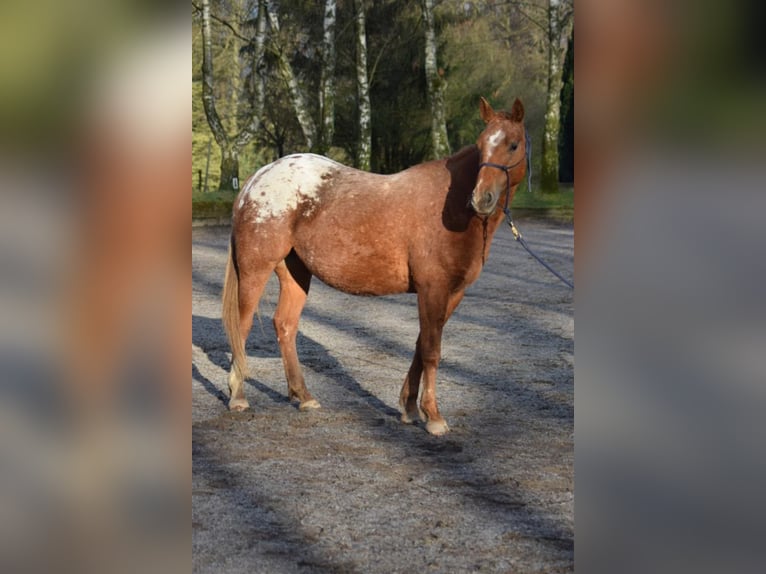 Appaloosa Jument 7 Ans 148 cm Léopard in Leer (Ostfriesland)