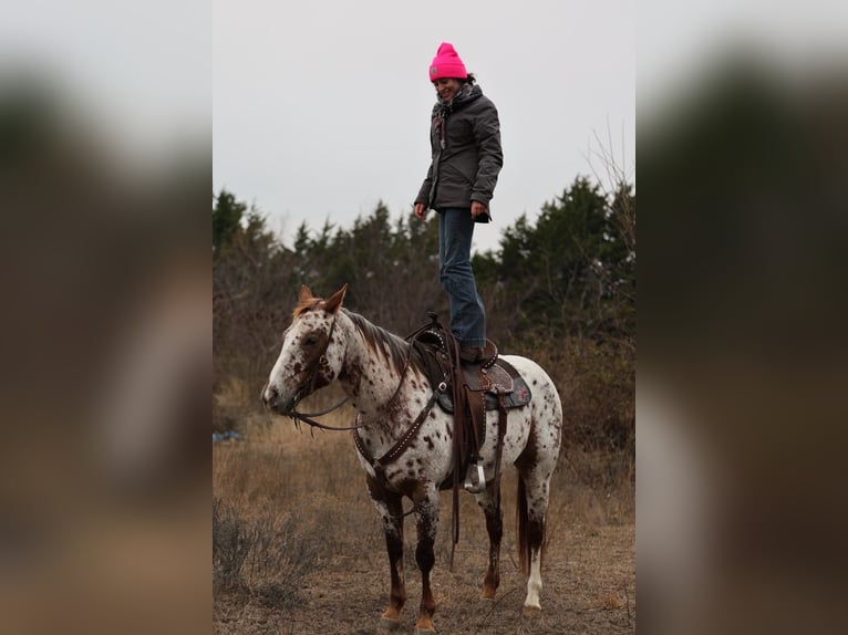 Appaloosa Jument 7 Ans 150 cm Alezan brûlé in Perry
