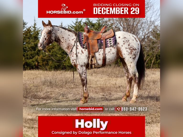 Appaloosa Jument 7 Ans 150 cm Alezan brûlé in Perry