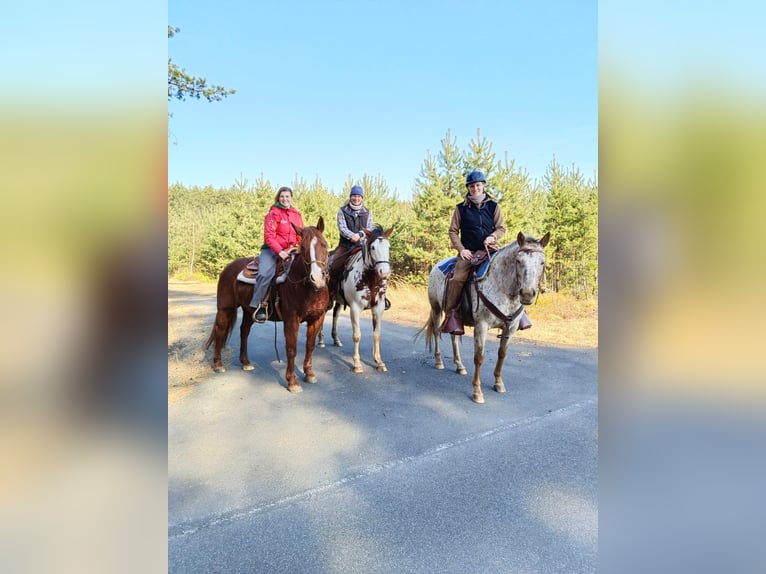 Appaloosa Jument 7 Ans 150 cm Blanc in Doksy, Česká republika