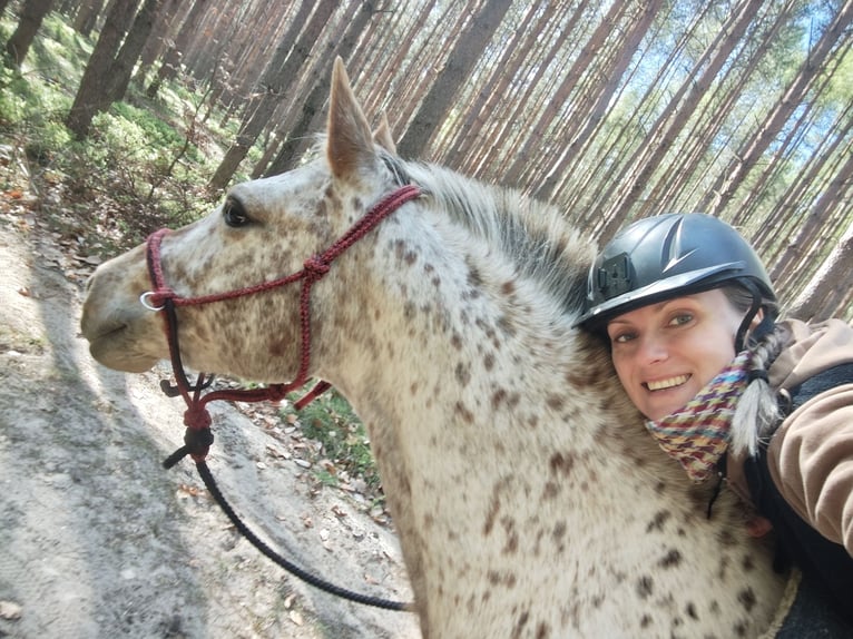 Appaloosa Jument 7 Ans 150 cm Blanc in Doksy, Česká republika
