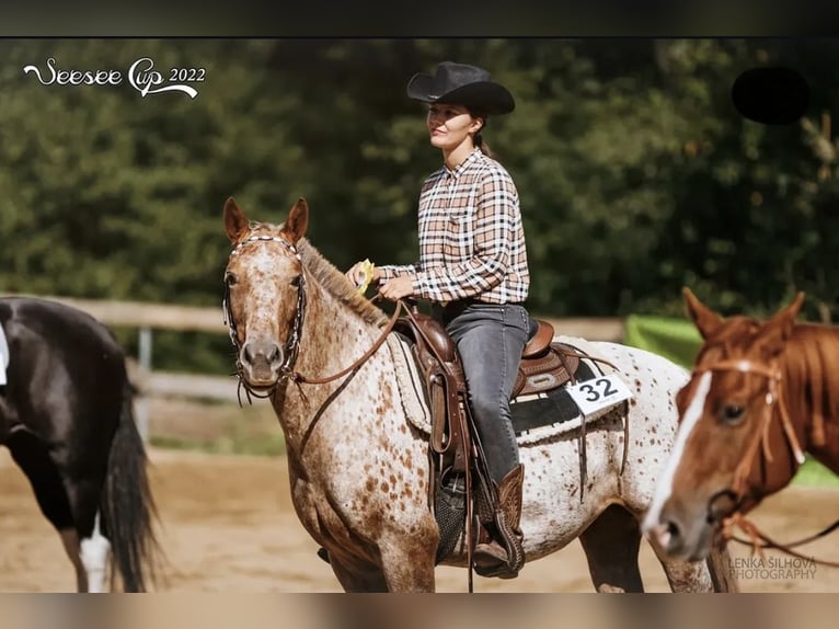 Appaloosa Jument 7 Ans 150 cm Blanc in Doksy, Česká republika