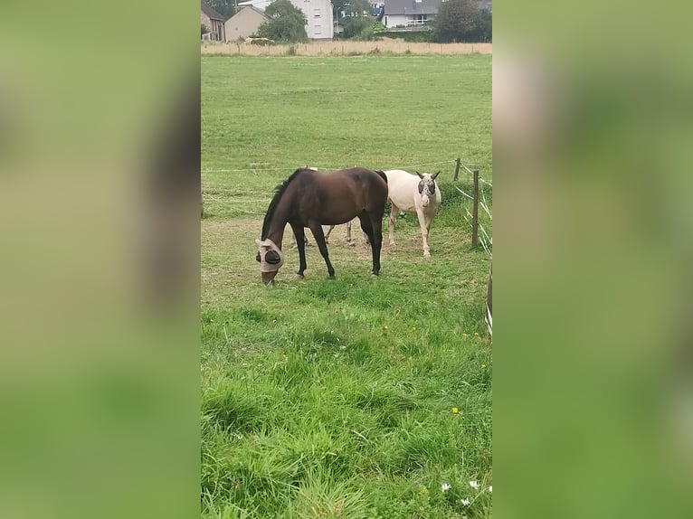 Appaloosa Jument 7 Ans 153 cm Bai brun in Kempenich