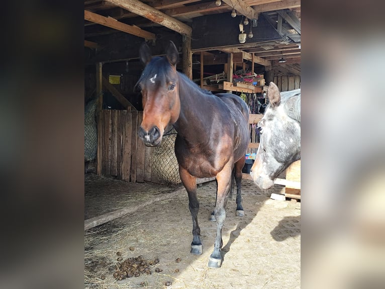 Appaloosa Jument 7 Ans 153 cm Bai brun in Kempenich