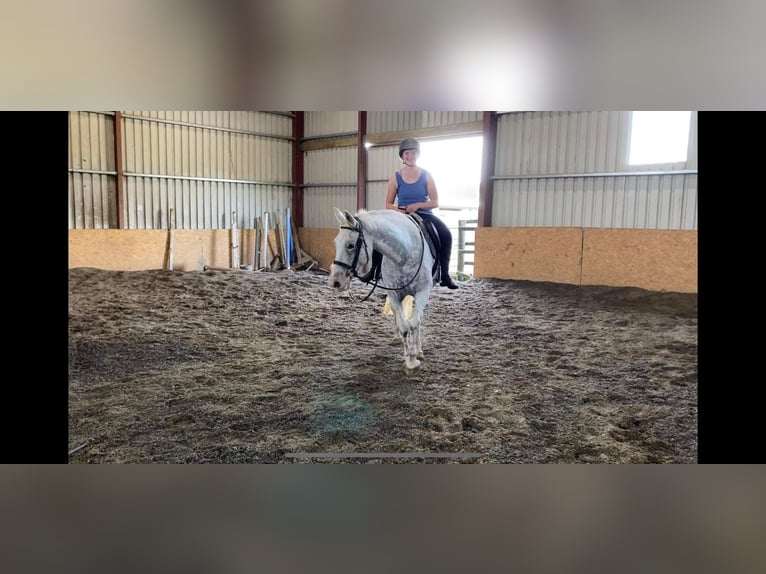 Appaloosa Jument 7 Ans 155 cm Gris moucheté in Sligo