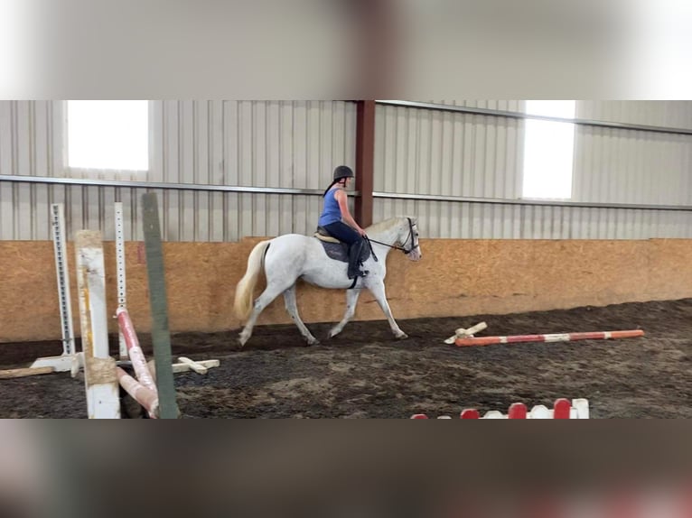 Appaloosa Jument 7 Ans 155 cm Gris moucheté in Sligo