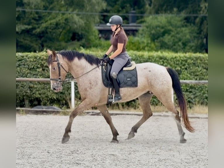 Appaloosa Croisé Jument 7 Ans 160 cm Rouan Rouge in Neustadt (Wied)