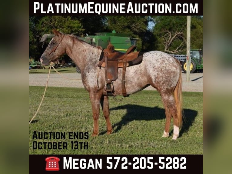 Appaloosa Jument 7 Ans Rouan Rouge in Guthrie OK