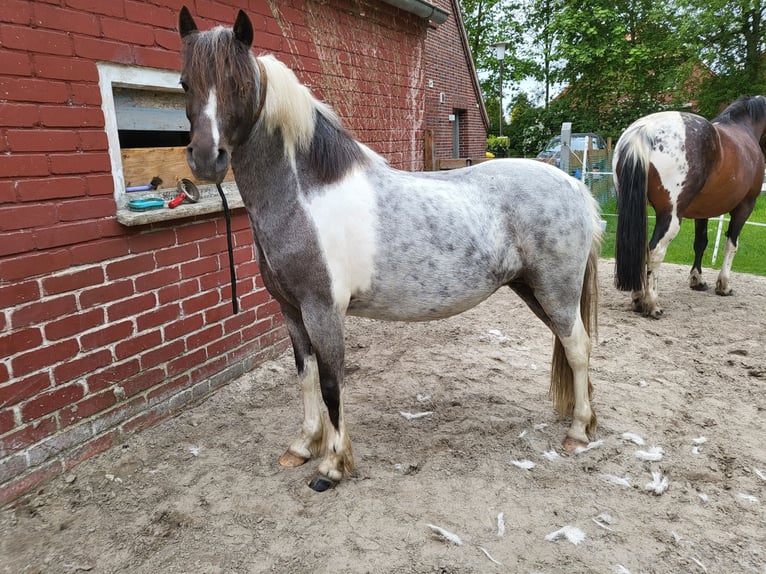 Appaloosa Croisé Jument 8 Ans 125 cm Rouan Bleu in Wittmund