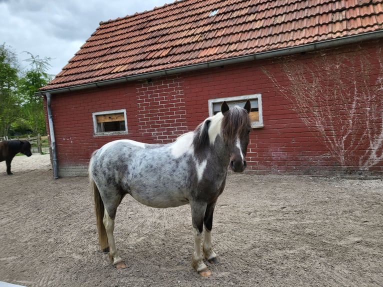 Appaloosa Croisé Jument 8 Ans 125 cm Rouan Bleu in Wittmund
