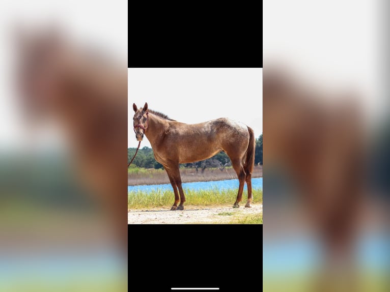 Appaloosa Jument 8 Ans 137 cm Alezan brûlé in Fort Collins, CO
