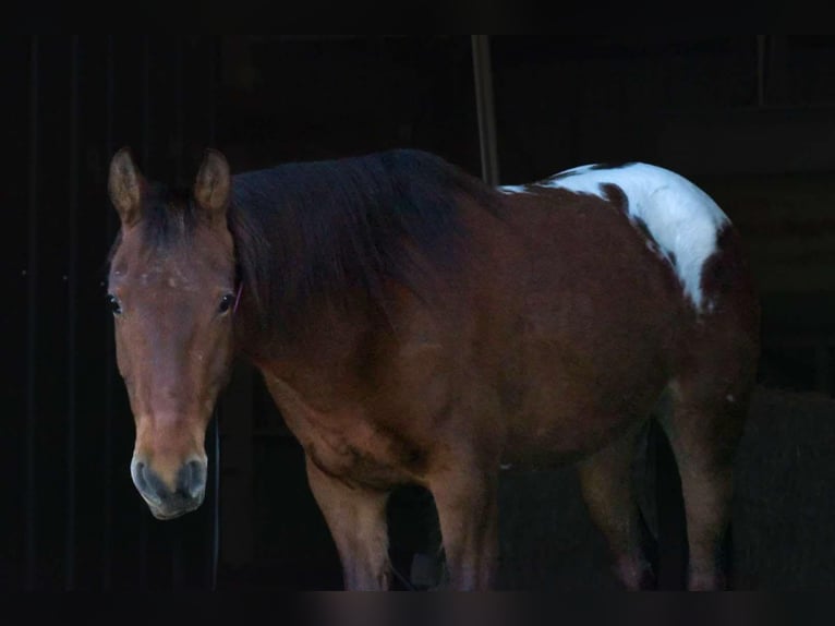 Appaloosa Jument 8 Ans 137 cm Bai cerise in Camp Cole, MO