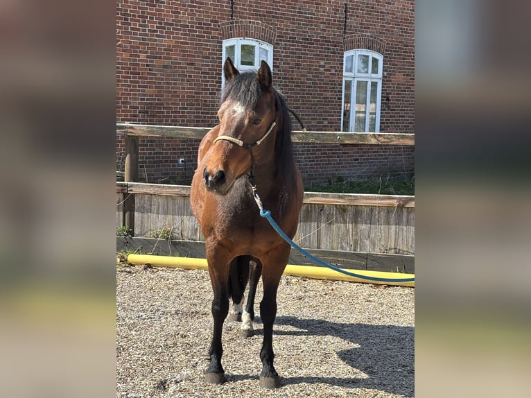 Appaloosa Jument 8 Ans 141 cm Bai in Hagen im Bremischen