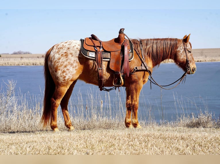 Appaloosa Jument 8 Ans 142 cm Rouan Rouge in Valley Springs