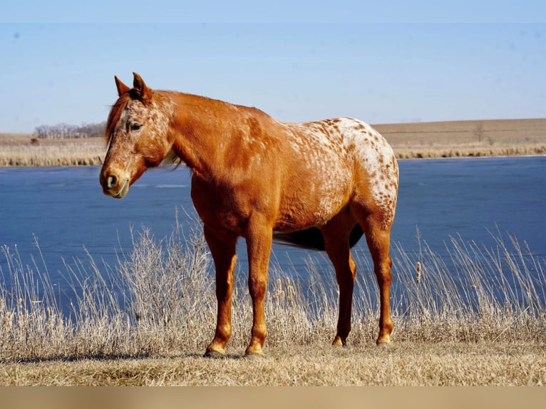 Appaloosa Jument 8 Ans 142 cm Rouan Rouge in Valley Springs