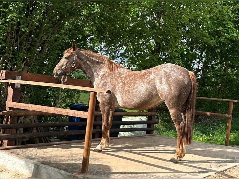 Appaloosa Jument 8 Ans 150 cm Rouan Rouge in Lichtenau