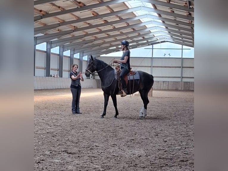 Appaloosa Jument 8 Ans 151 cm Bai in Oldenburg