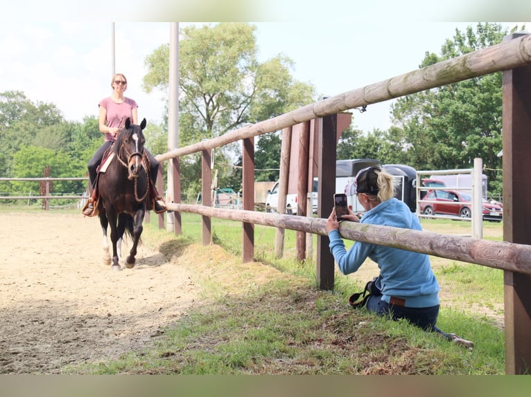 Appaloosa Jument 8 Ans 151 cm Bai in Oldenburg