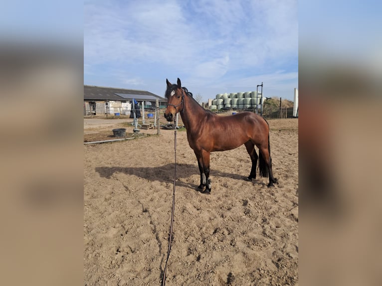 Appaloosa Croisé Jument 8 Ans 152 cm Bai in Koudum
