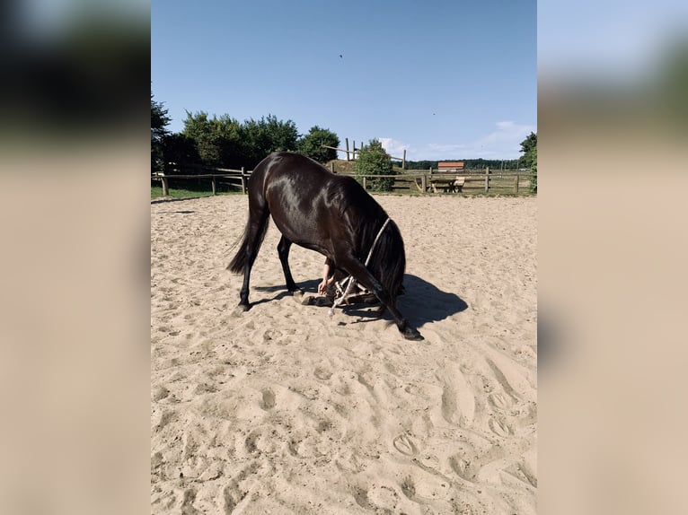 Appaloosa Croisé Jument 8 Ans 153 cm Bai brun in Ziesendorf