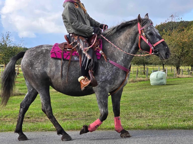 Appaloosa Croisé Jument 8 Ans 154 cm Léopard in Linkenbach