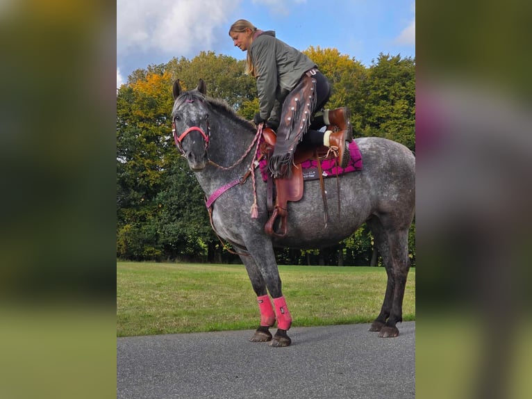 Appaloosa Croisé Jument 8 Ans 154 cm Léopard in Linkenbach