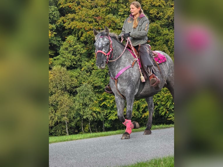 Appaloosa Croisé Jument 8 Ans 154 cm Léopard in Linkenbach