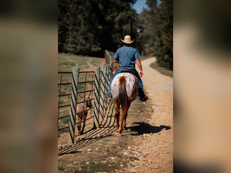 Appaloosa Jument 8 Ans 155 cm Alezan brûlé in Santa Fe