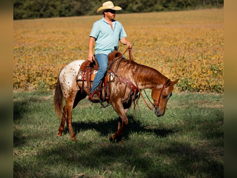 Appaloosa Jument 8 Ans 155 cm Alezan brûlé in Santa Fe Appaloosa Jument 8 Ans 155 cm Alezan brûlé in Santa Fe