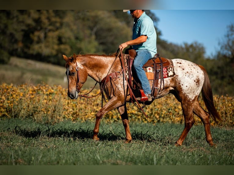 Appaloosa Jument 8 Ans 155 cm Alezan brûlé in Santa Fe