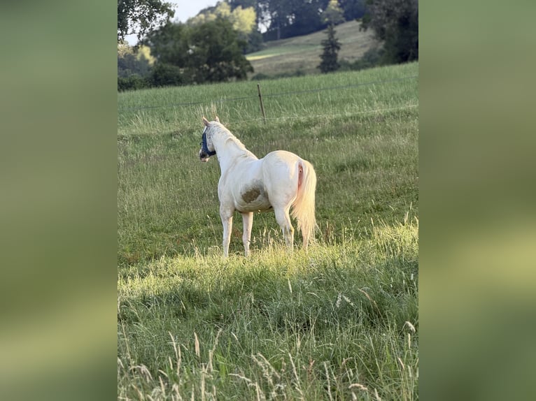 Appaloosa Croisé Jument 8 Ans 155 cm Gris in Wernetshausen