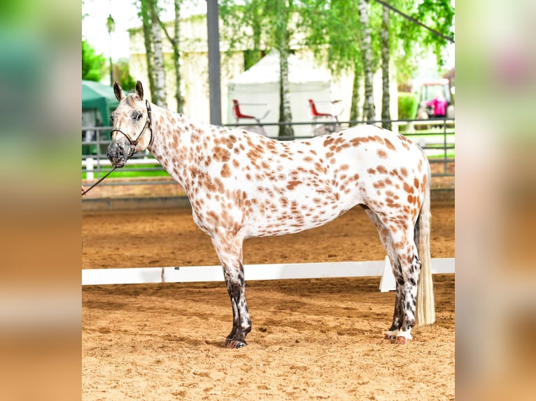 Appaloosa Jument 8 Ans Buckskin in TOULOUSE