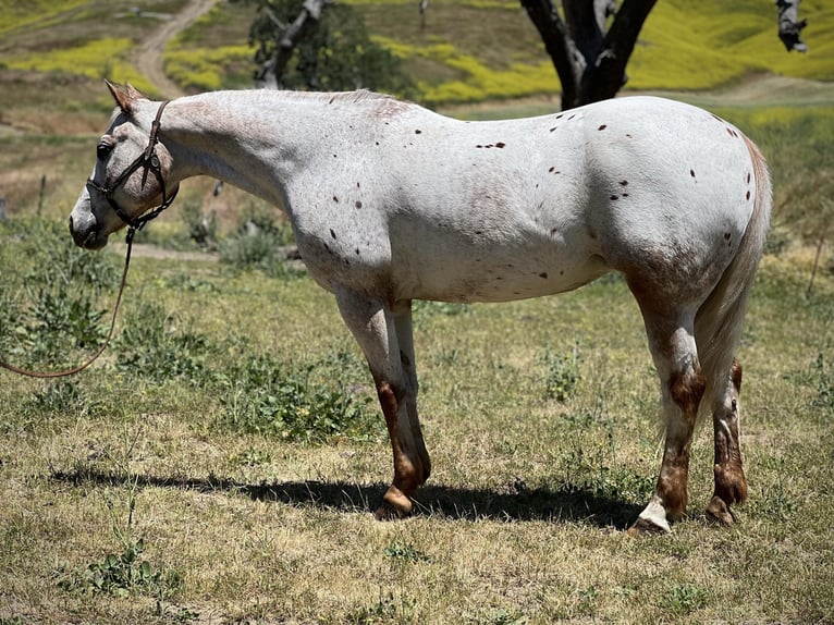 Appaloosa Jument 8 Ans Rouan Rouge in Paicines CA