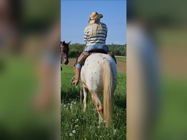 Appaloosa Jument 9 Ans 147 cm  in Maribor