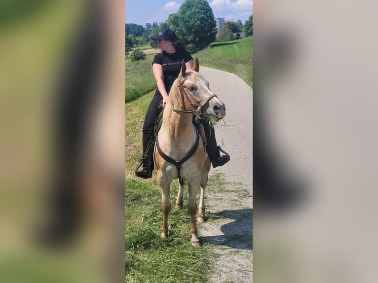 Appaloosa Jument 9 Ans 147 cm  in Maribor