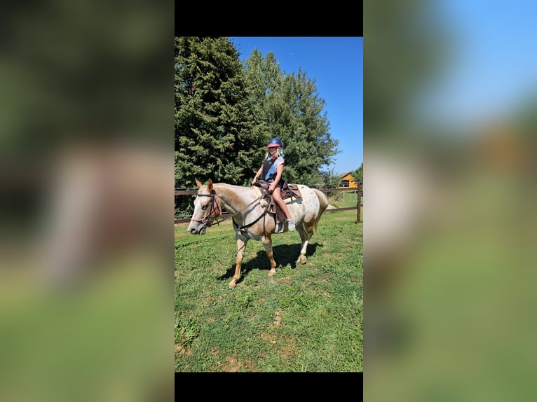 Appaloosa Jument 9 Ans 147 cm  in Maribor