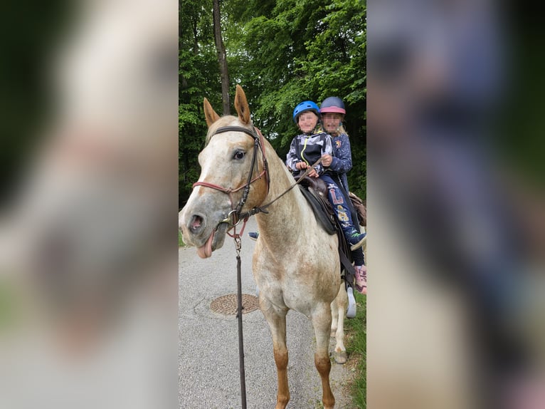 Appaloosa Jument 9 Ans 147 cm  in Sveta Ana