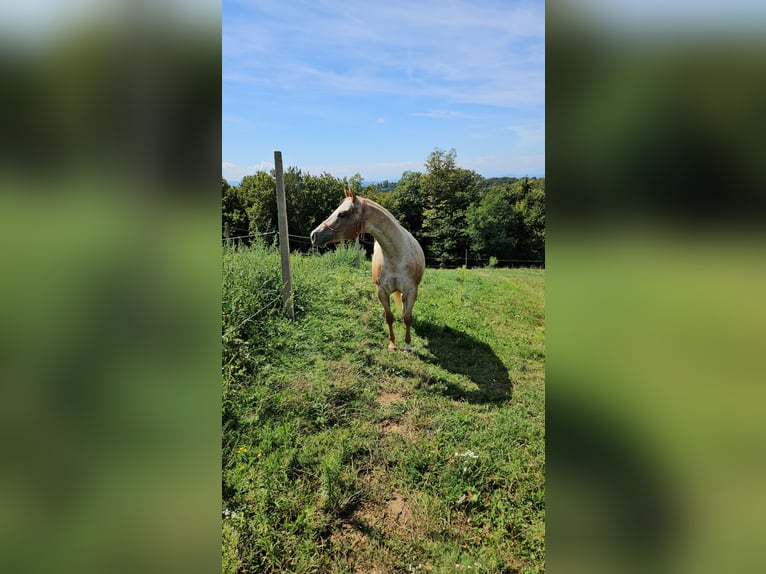 Appaloosa Jument 9 Ans 147 cm  in Sveta Ana