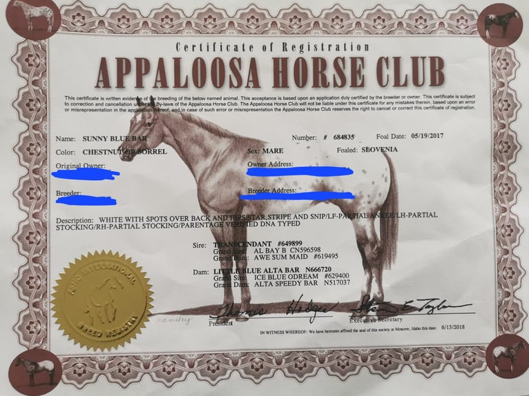 Appaloosa Jument 9 Ans 149 cm  in Maribor